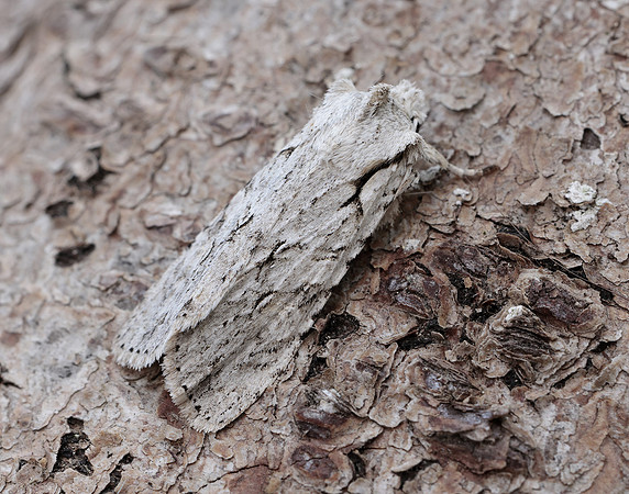 73.202 BF2237 Grey Shoulder-knot Lithophane ornitopus
