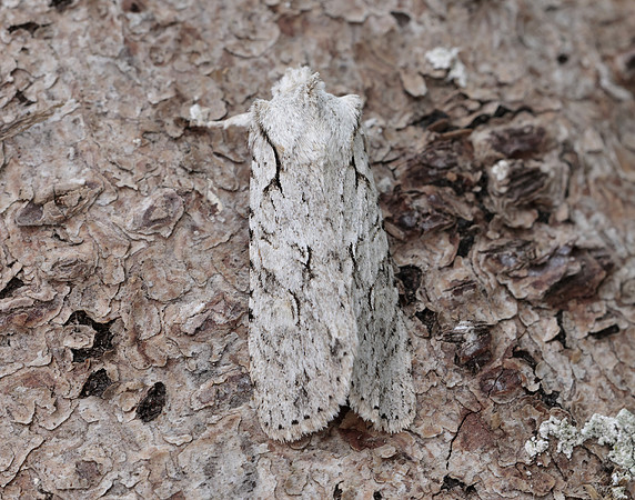 73.202 BF2237 Grey Shoulder-knot Lithophane ornitopus
