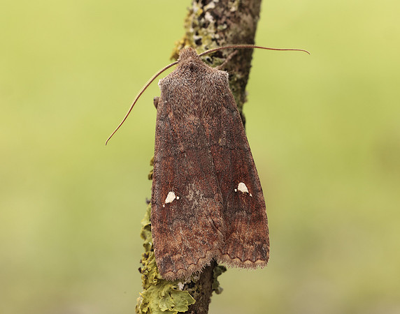 73.210 BF2256  Satellite Eupsilia transversa