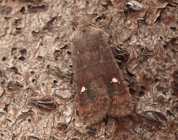 73.210 BF2256  Satellite Eupsilia transversa