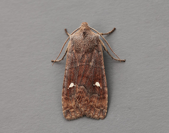 73.210 BF2256  Satellite Eupsilia transversa