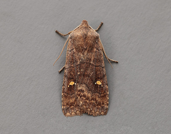 73.210 BF2256  Satellite Eupsilia transversa