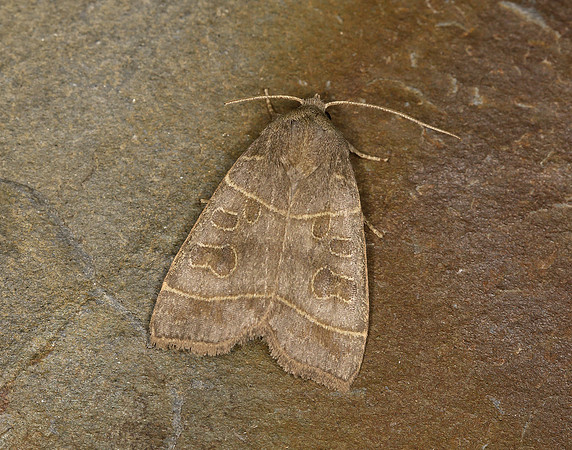 73.213 BF2312 Olive Ipimorpha subtusa