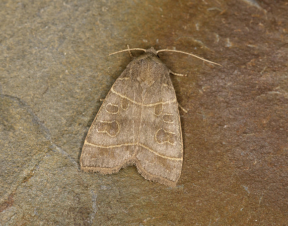 73.213 BF2312 Olive Ipimorpha subtusa