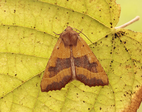 73.219 BF2269 Centre-barred Sallow Atethmia centrago
