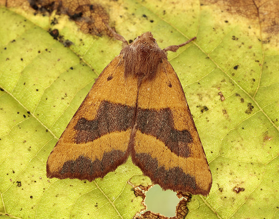 73.219 BF2269 Centre-barred Sallow Atethmia centrago