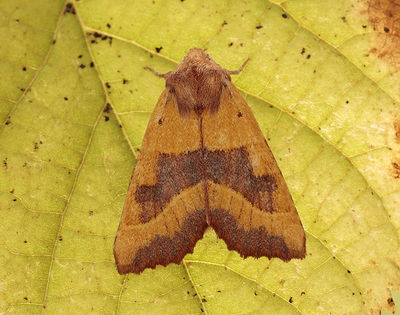 73.219 BF2269 Centre-barred Sallow Atethmia centrago