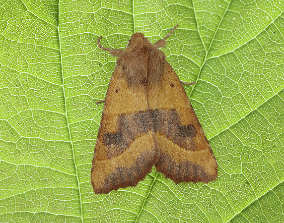 73.219 BF2269 Centre-barred Sallow Atethmia centrago