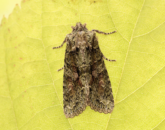 73.225 BF2248 Brindled Green Dryobotodes eremita