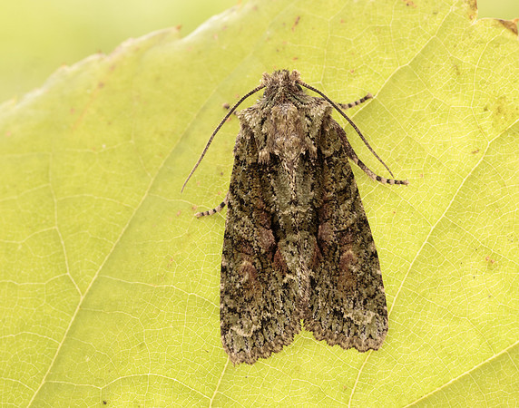 73.225 BF2248 Brindled Green Dryobotodes eremita