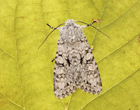 73.228 BF2254 Grey Chi Antitype chi