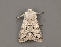 73.228 BF2254 Grey Chi Antitype chi