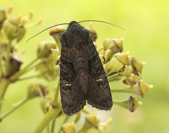 73.233 BF2232 Black Rustic Aporophyla nigra