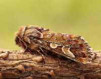 73.241 BF2179 Pine Beauty Panolis flammea