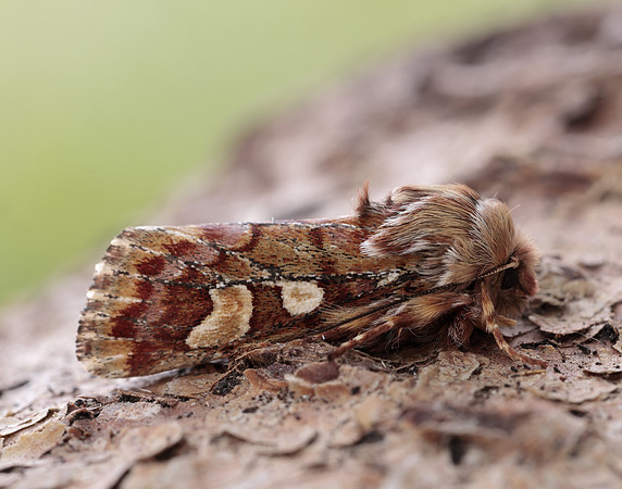 73.241 BF2179 Pine Beauty Panolis flammea