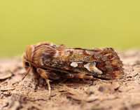 73.241 BF2179 Pine Beauty Panolis flammea