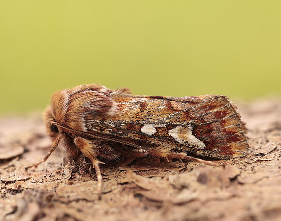73.241 BF2179 Pine Beauty Panolis flammea