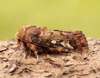 73.241 BF2179 Pine Beauty Panolis flammea