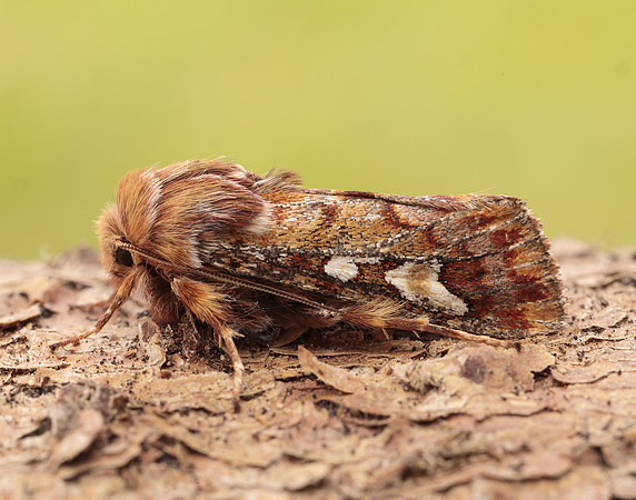 73.241 BF2179 Pine Beauty Panolis flammea
