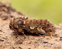 73.241 BF2179 Pine Beauty Panolis flammea