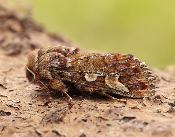 73.241 BF2179 Pine Beauty Panolis flammea