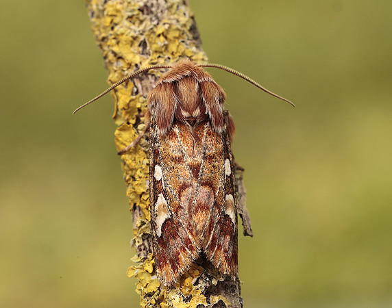 73.241 BF2179 Pine Beauty Panolis flammea