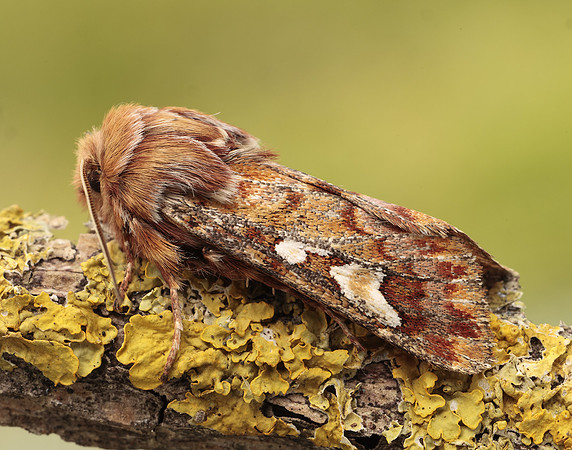 73.241 BF2179 Pine Beauty Panolis flammea