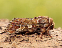73.241 BF2179 Pine Beauty Panolis flammea