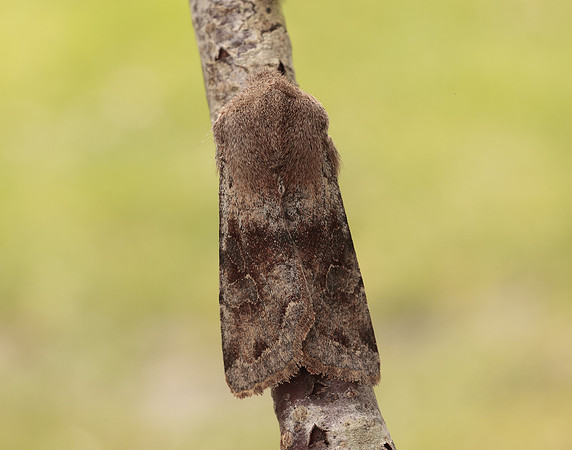73.242 BF2188 Clouded Drab Orthosia incerta