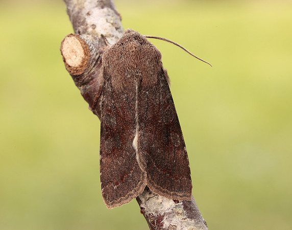 73.242 BF2188 Clouded Drab Orthosia incerta
