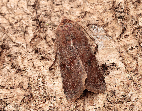 73.242 BF2188 Clouded Drab Orthosia incerta