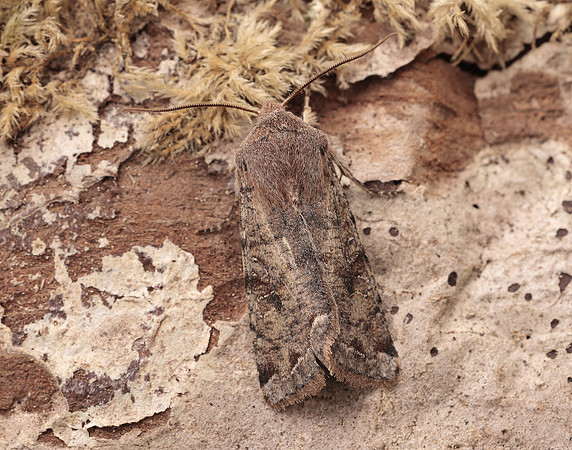 73.242 BF2188 Clouded Drab Orthosia incerta