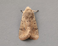73.245 BF2182 Small Quaker Orthosia cruda