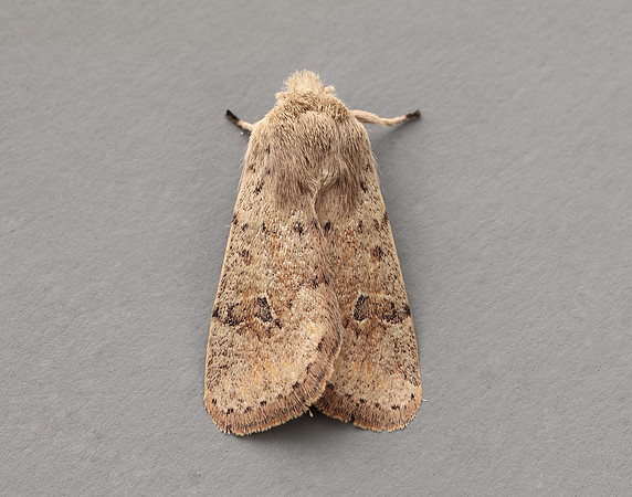 73.245 BF2182 Small Quaker Orthosia cruda