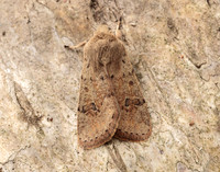 73.245 BF2182 Small Quaker Orthosia cruda