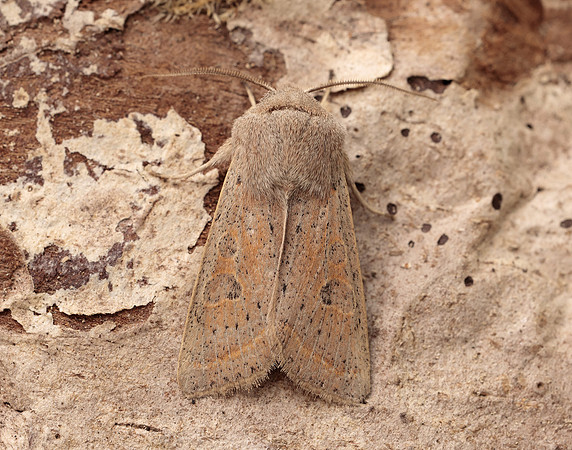 73.247 BF2186 Powdered Quaker Orthosia gracilis