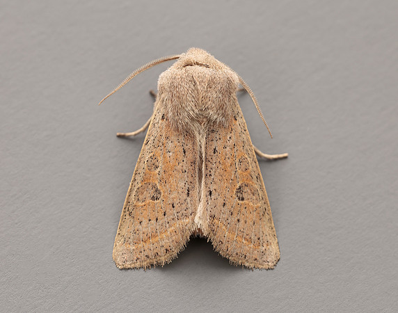 73.247 BF2186 Powdered Quaker Orthosia gracilis