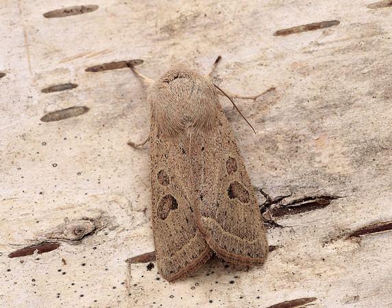 73.247 BF2186 Powdered Quaker Orthosia gracilis