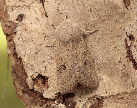 73.247 BF2186 Powdered Quaker Orthosia gracilis