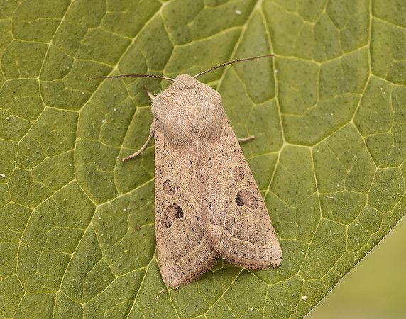 73.247 BF2186 Powdered Quaker Orthosia gracilis