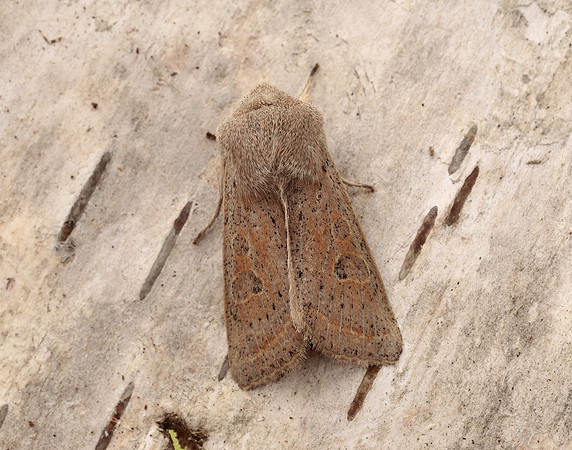 73.247 BF2186 Powdered Quaker Orthosia gracilis