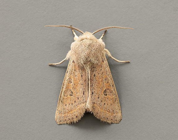 73.247 BF2186 Powdered Quaker Orthosia gracilis