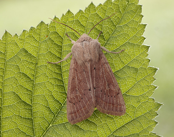 73.247 BF2186 Powdered Quaker Orthosia gracilis