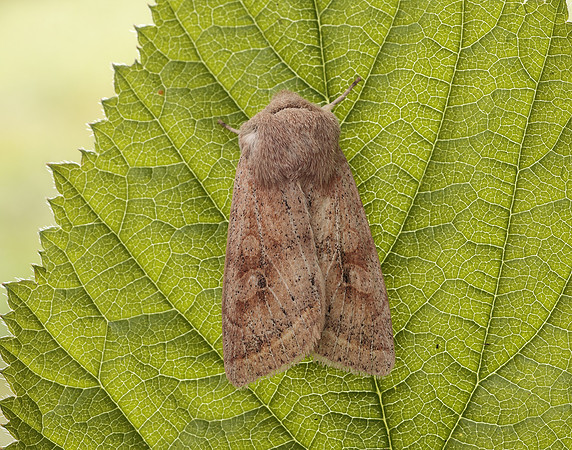 73.247 BF2186 Powdered Quaker Orthosia gracilis
