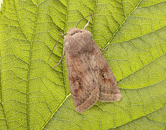 73.247 BF2186 Powdered Quaker Orthosia gracilis