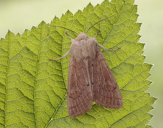 73.247 BF2186 Powdered Quaker Orthosia gracilis