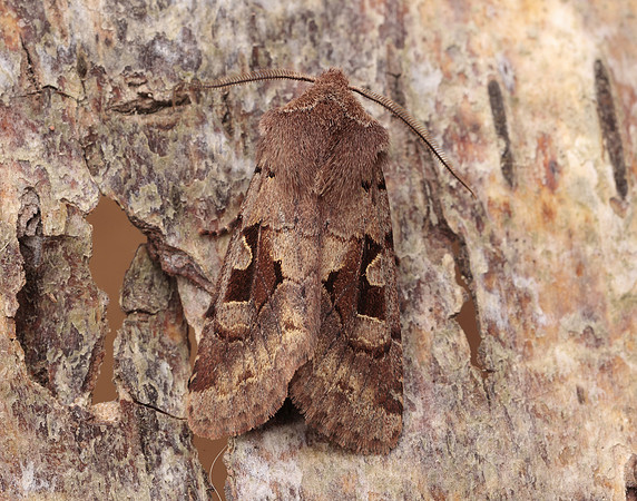 73.249 BF2190 Hebrew Character Orthosia gothica