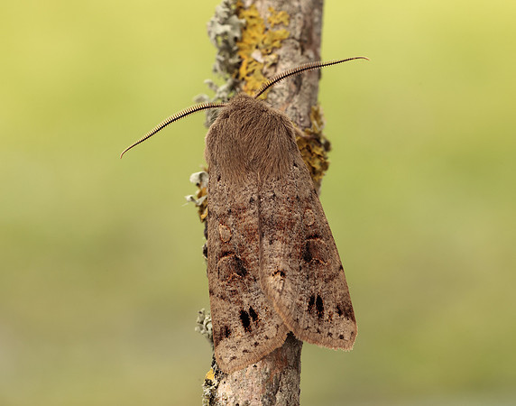 73.250 BF2189 Twin-spotted Quaker Anorthoa munda
