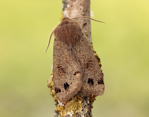 73.250 BF2189 Twin-spotted Quaker Anorthoa munda