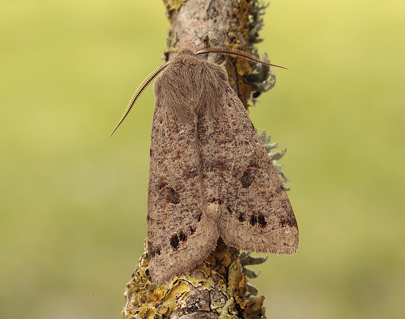 73.250 BF2189 Twin-spotted Quaker Anorthoa munda